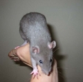 Breeder Rat Stud