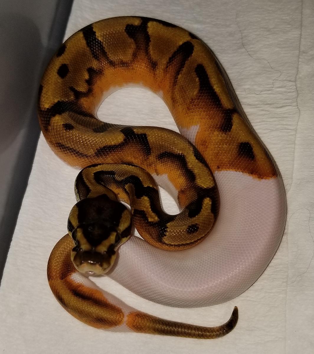 Snakes of 2018 - Enchi Pied