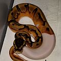 Snakes of 2018 - Enchi Pied