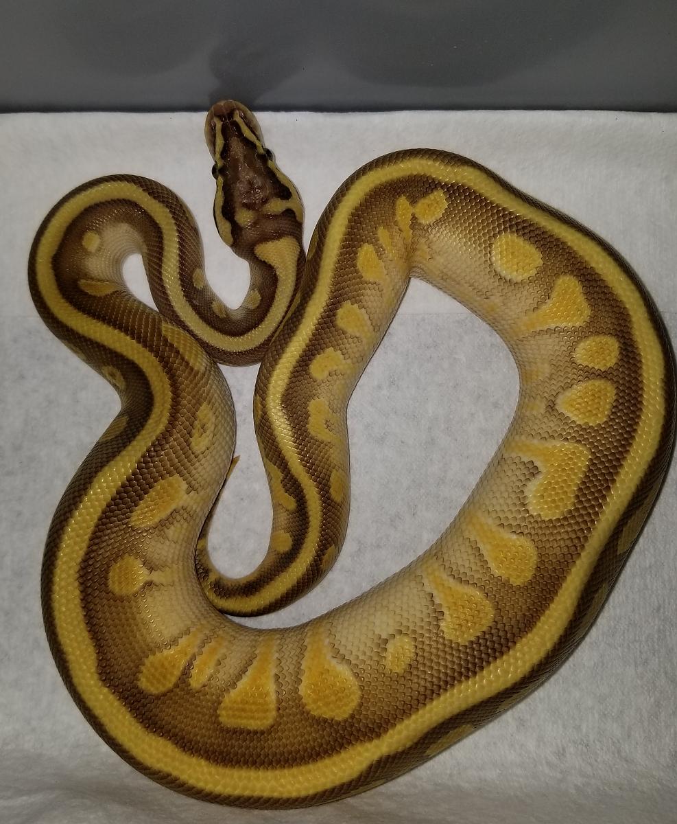 Snakes of 2018 - Lucille