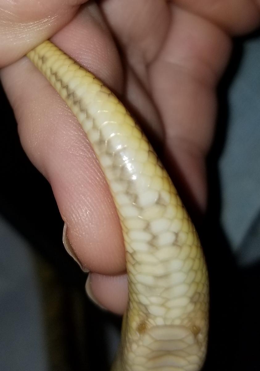 Snakes of 2018 - Lucille's Tail