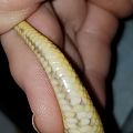 Snakes of 2018 - Lucille's Tail