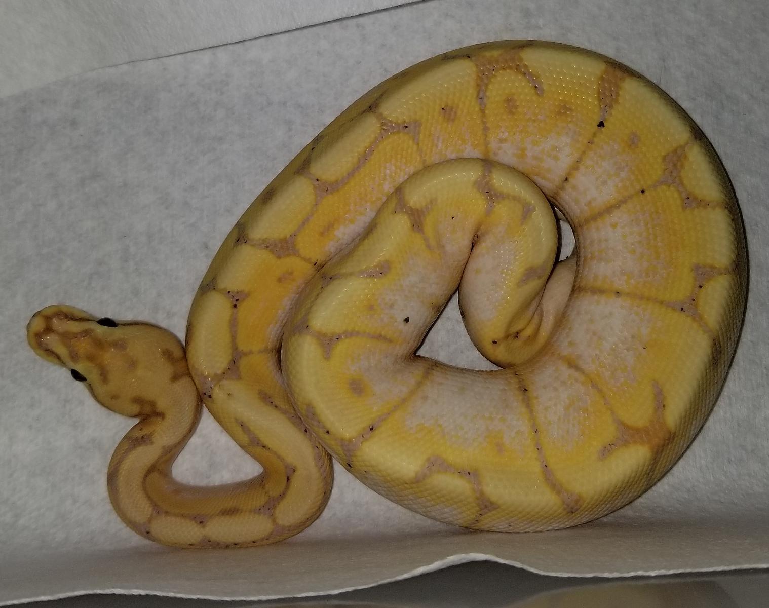 Snakes of 2018 - Negan