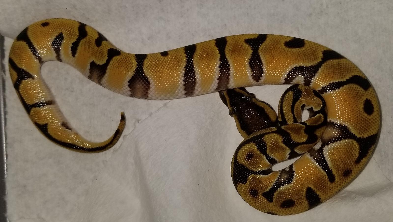 Snakes of 2018 - Orange Dream