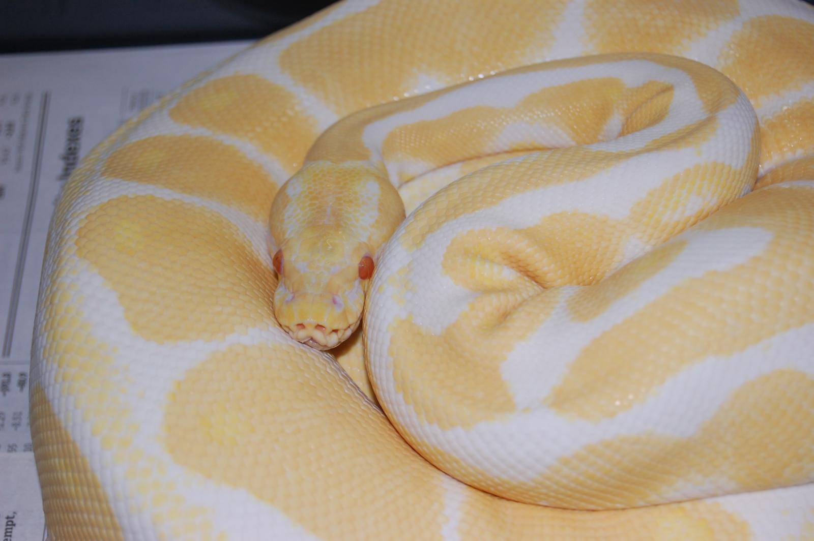 Albino Female