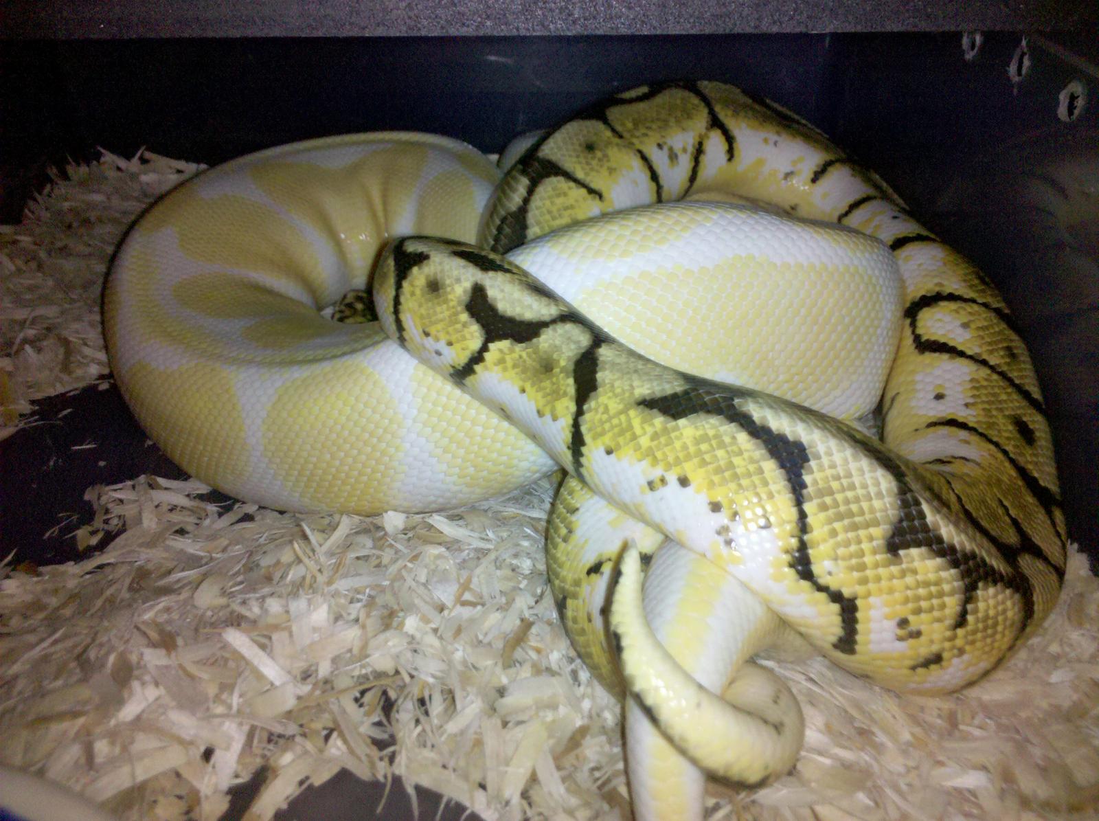 Albino X Bumblebee Lock