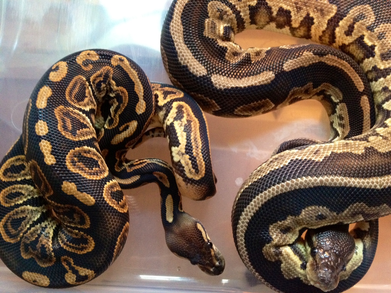 Black Pastel vs Cinnamon Pastel
