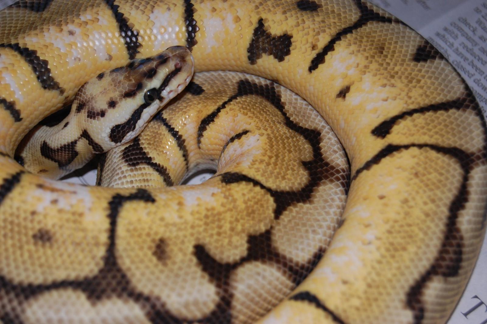 Smbumble Female 2sm.2
