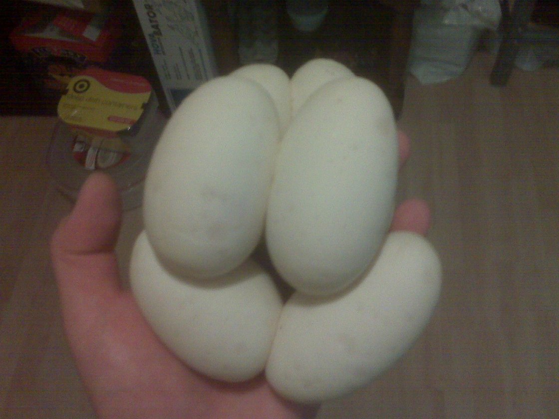 Smeggssm.2