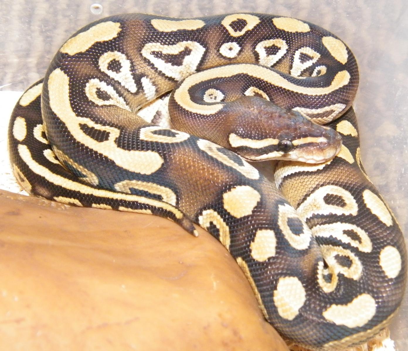 Stunning Mojave Female