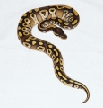 More Of The New Mojave Female
