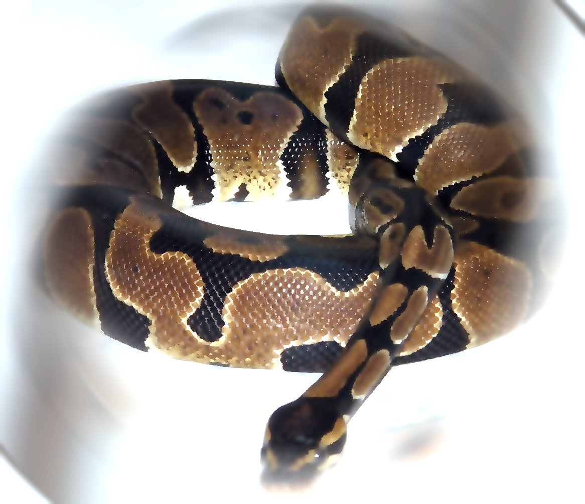Dscf7740