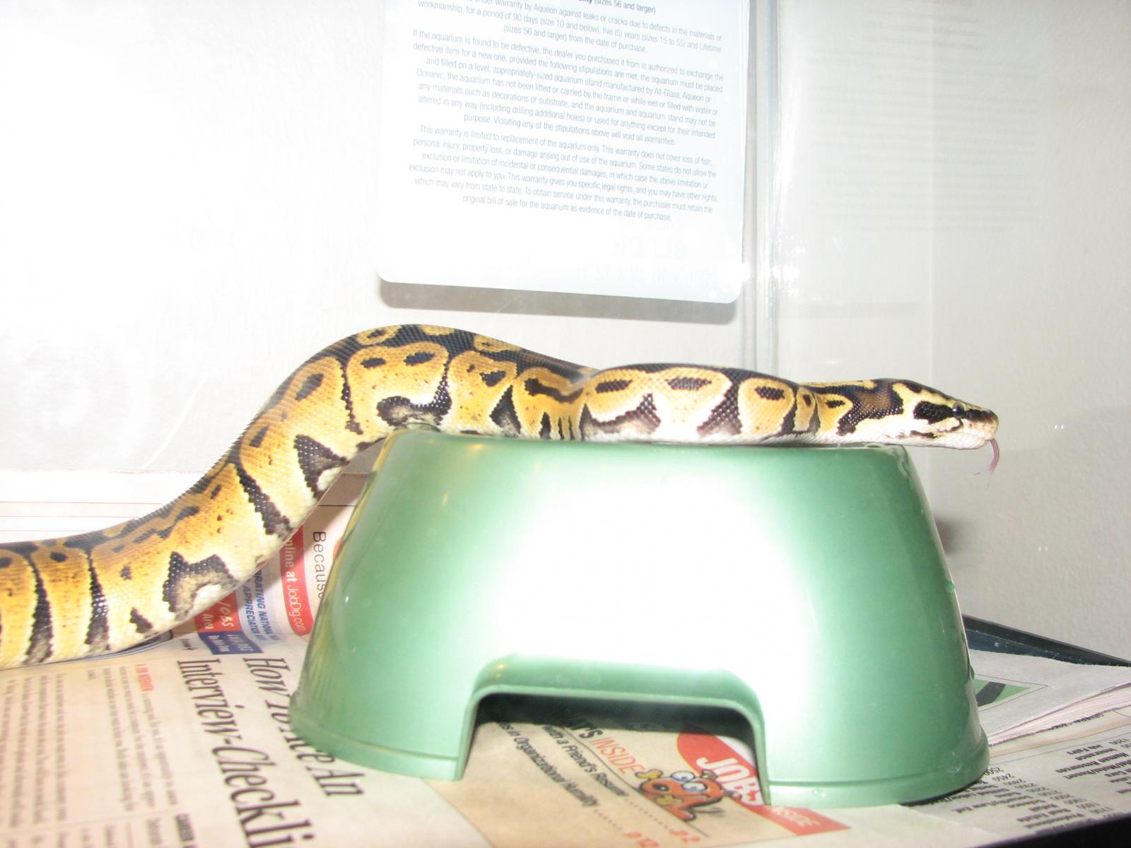 Lemon Pastel Ball Python