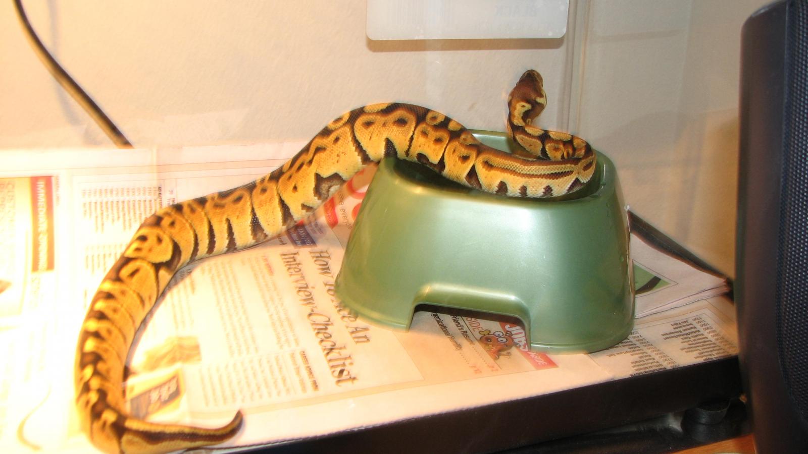 Lemon Pastel Ball Python