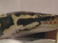 My Leman Pastel The Day After Shed