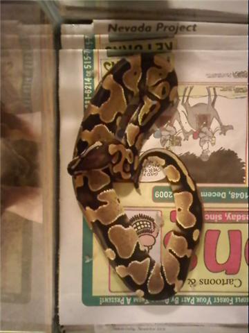 My Normal Bp After Shed