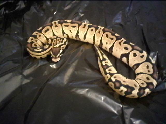 Pastel3