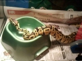 Pastel Ball Python