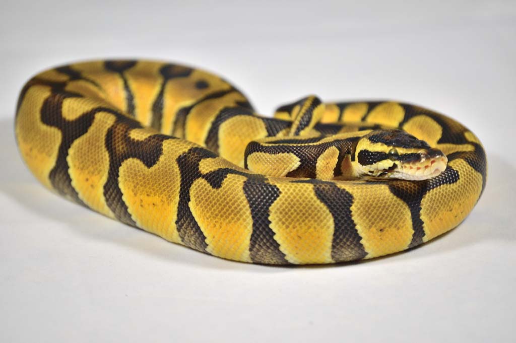 Male Pastel Enchi