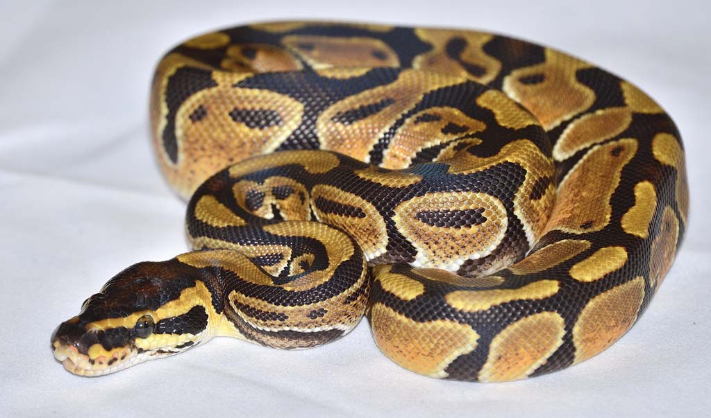 Male Enchi het Albino