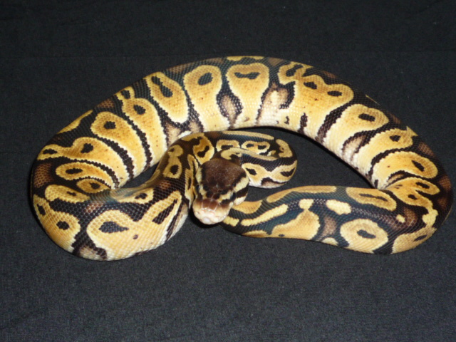 Jungle Pastel