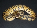 Jungle Pastel