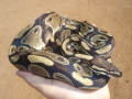 B.python