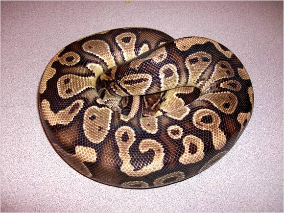 Unknown Ball Python