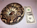 Unknown Ball Python