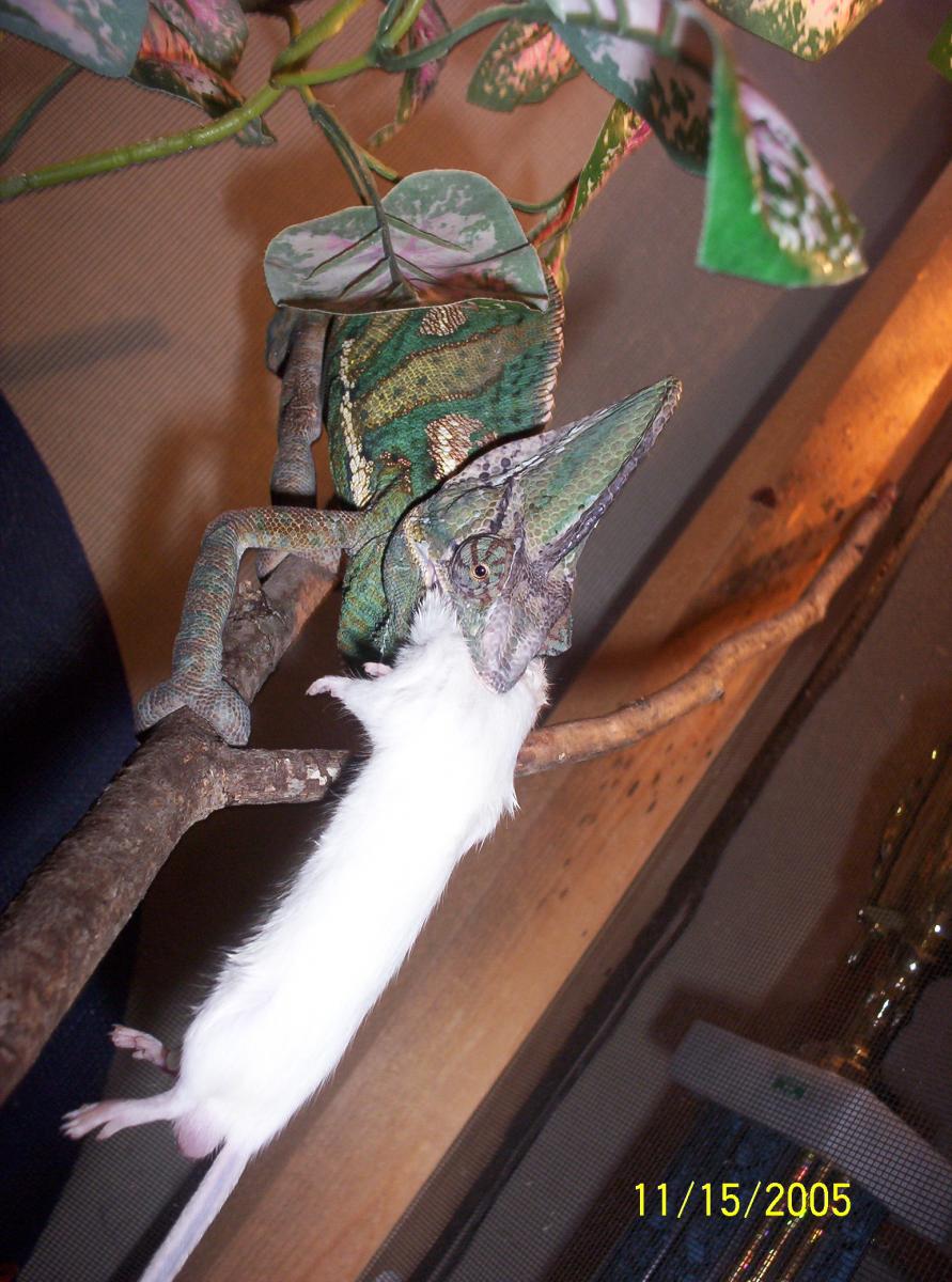 pic 2 of my cham eating a mouse