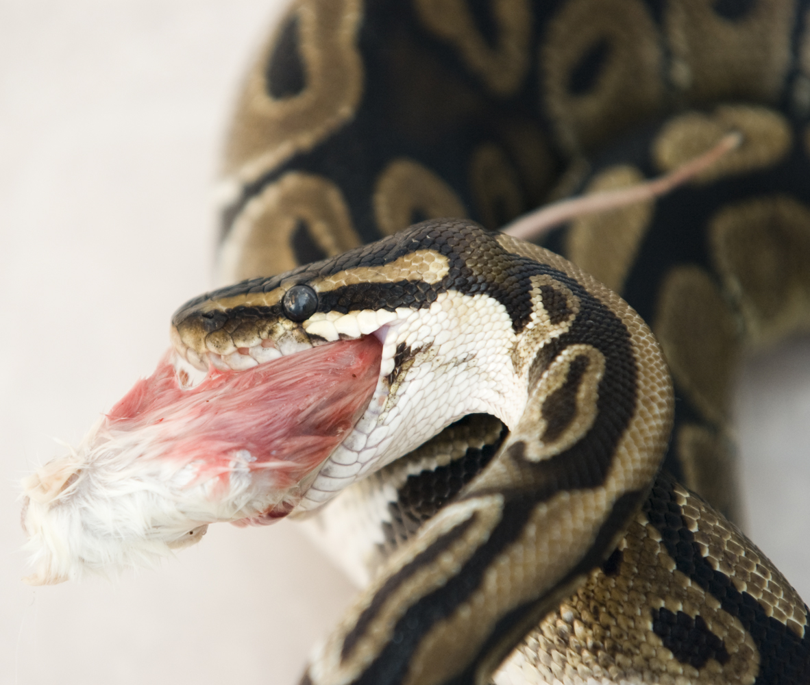 Feeding