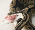 Feeding