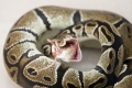 Feeding