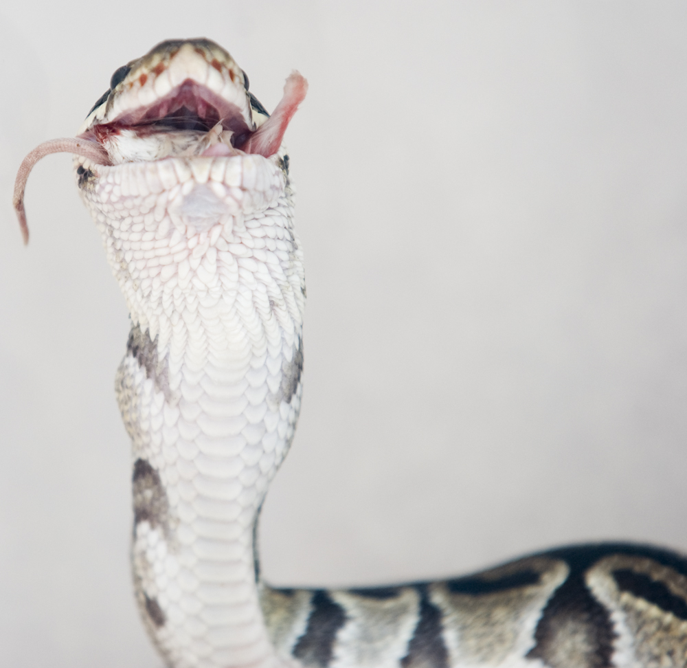 Feeding