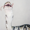 Feeding