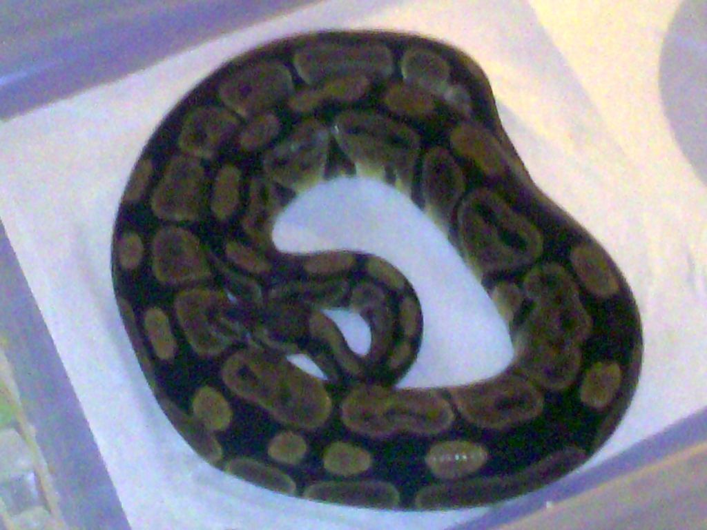 08 Female Normal