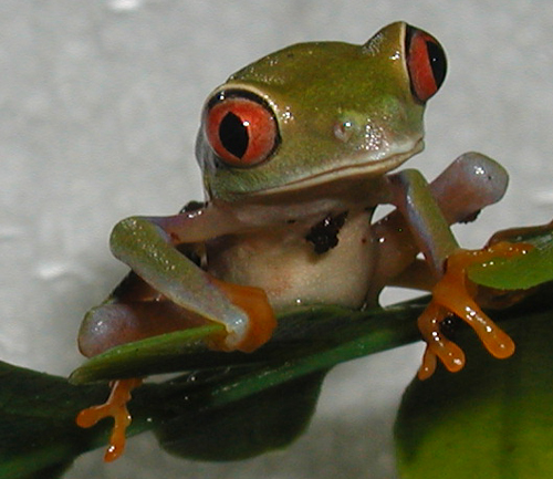 Baby Red eye Treefrog