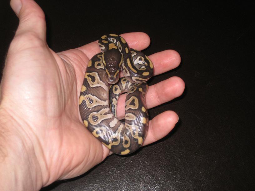 09 Mojave Female