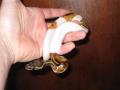 09 Female Pied Pic 02