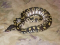 Mojave Baby Post Shed