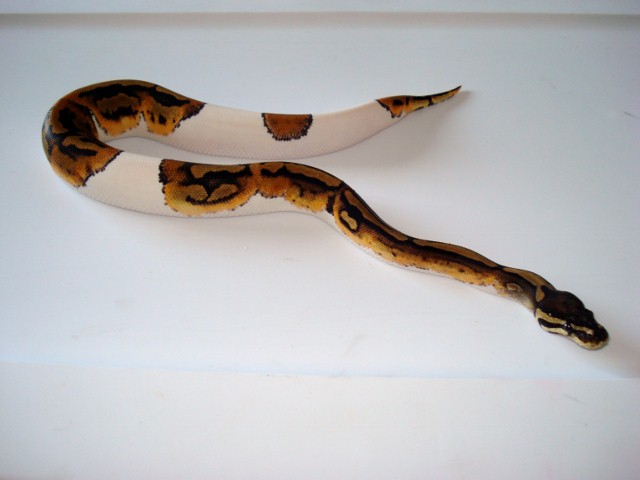 Pied Female