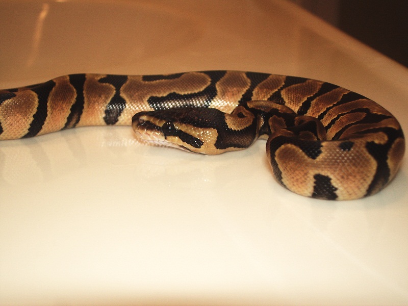first shed
