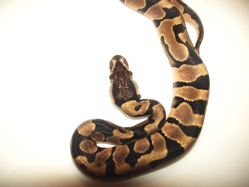 first shed