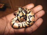 first hatchling
