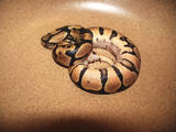 first hatchling