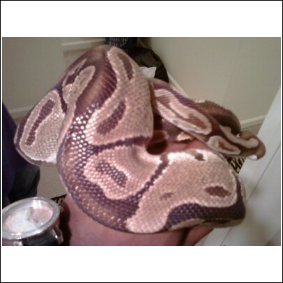 New Member