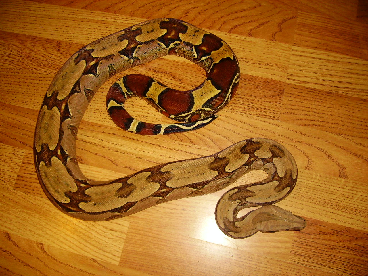 Some Of My Snakes