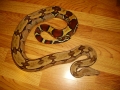Some Of My Snakes
