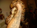 Some Of My Snakes