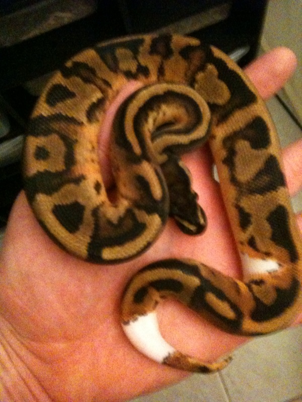 1.0 Pied